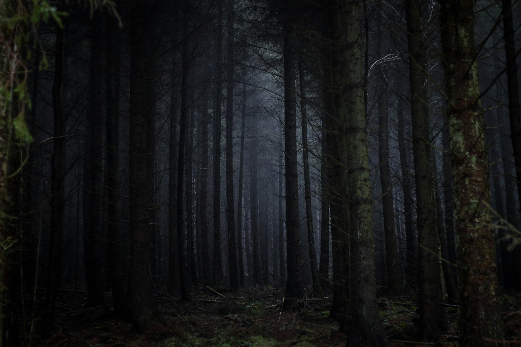 Forest Background 1