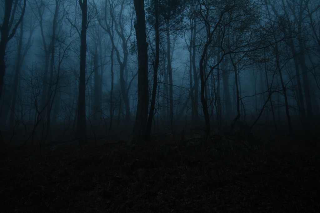 Forest Background 2