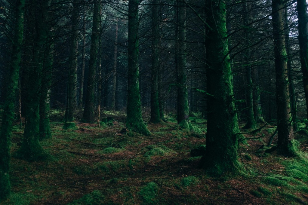 Forest Background 3