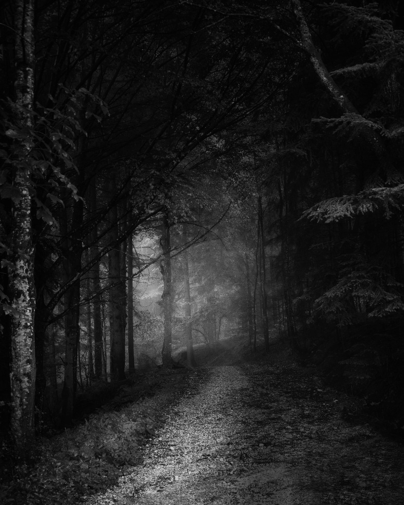 Forest Background 4